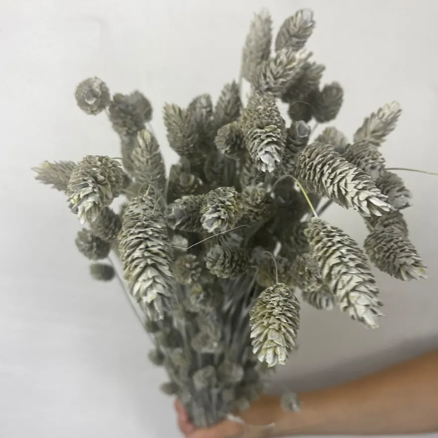 Tørrede Blomster - Phalaris, Grå