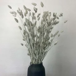 Tørrede Blomster - Phalaris, Grå