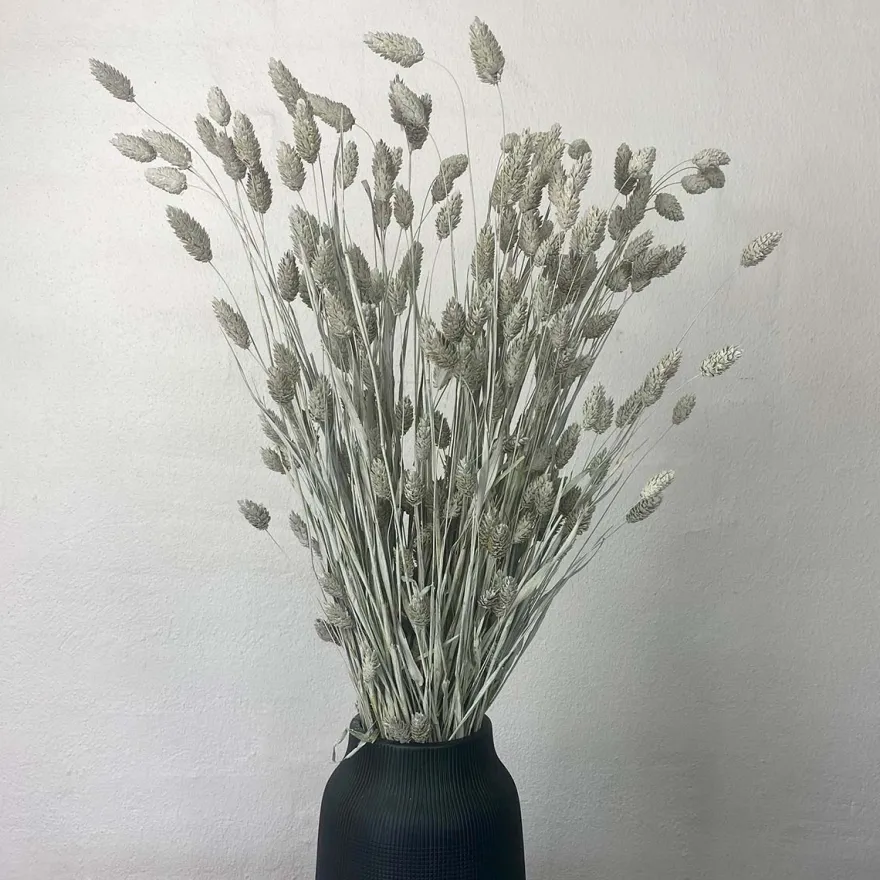 Tørrede Blomster - Phalaris, Grå