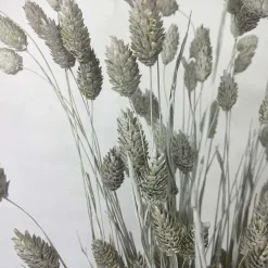 Tørrede Blomster - Phalaris, Grå