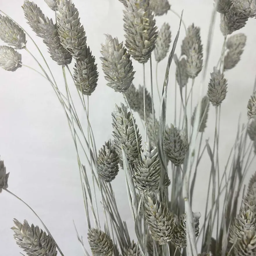 Tørrede Blomster - Phalaris, Grå