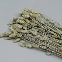 Tørrede Blomster - Phalaris, Grå