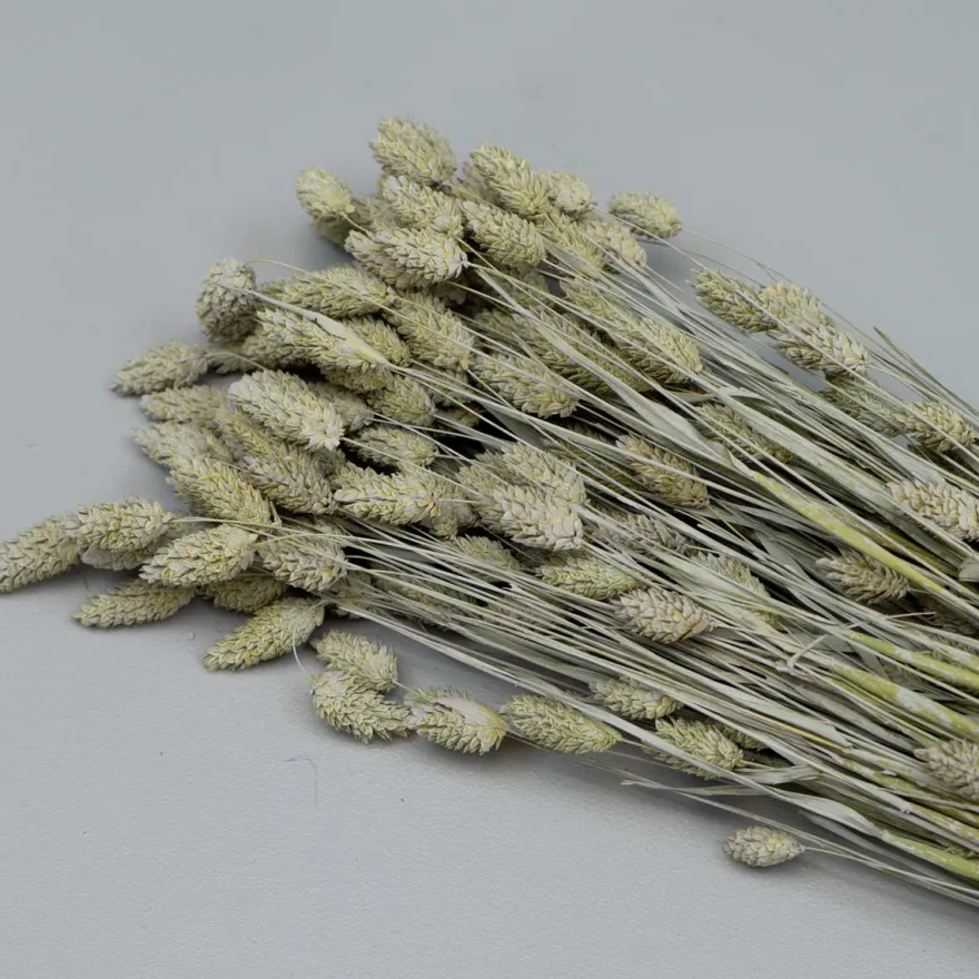Tørrede Blomster - Phalaris, Grå