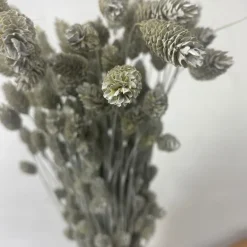 Tørrede Blomster - Phalaris, Grå