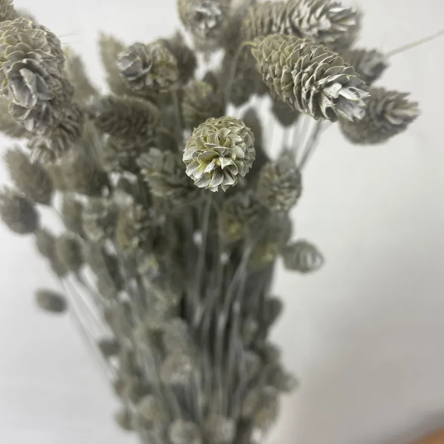 Tørrede Blomster - Phalaris, Grå