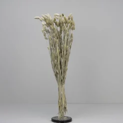 Tørrede Blomster - Phalaris, Grå