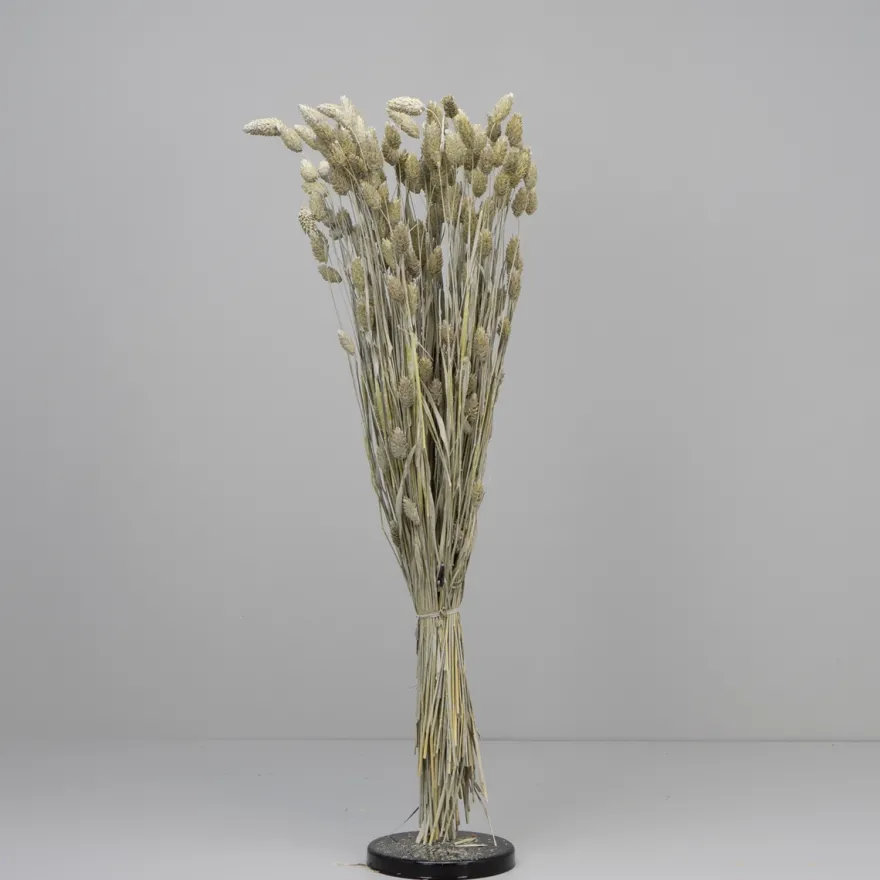 Tørrede Blomster - Phalaris, Grå