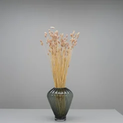 Tørrede Blomster - Phalaris, Powder Pink