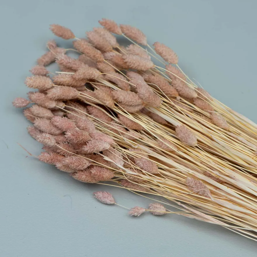 Tørrede Blomster - Phalaris, Powder Pink