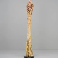 Tørrede Blomster - Phalaris, Powder Pink