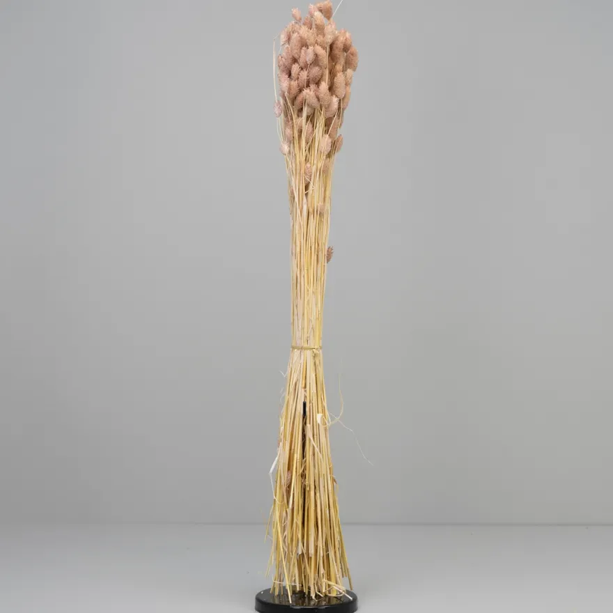 Tørrede Blomster - Phalaris, Powder Pink