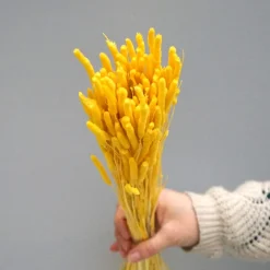 Tørrede Blomster - Phleum Gul