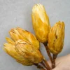 Tørrede Blomster - Protea, CREME. 5 stk