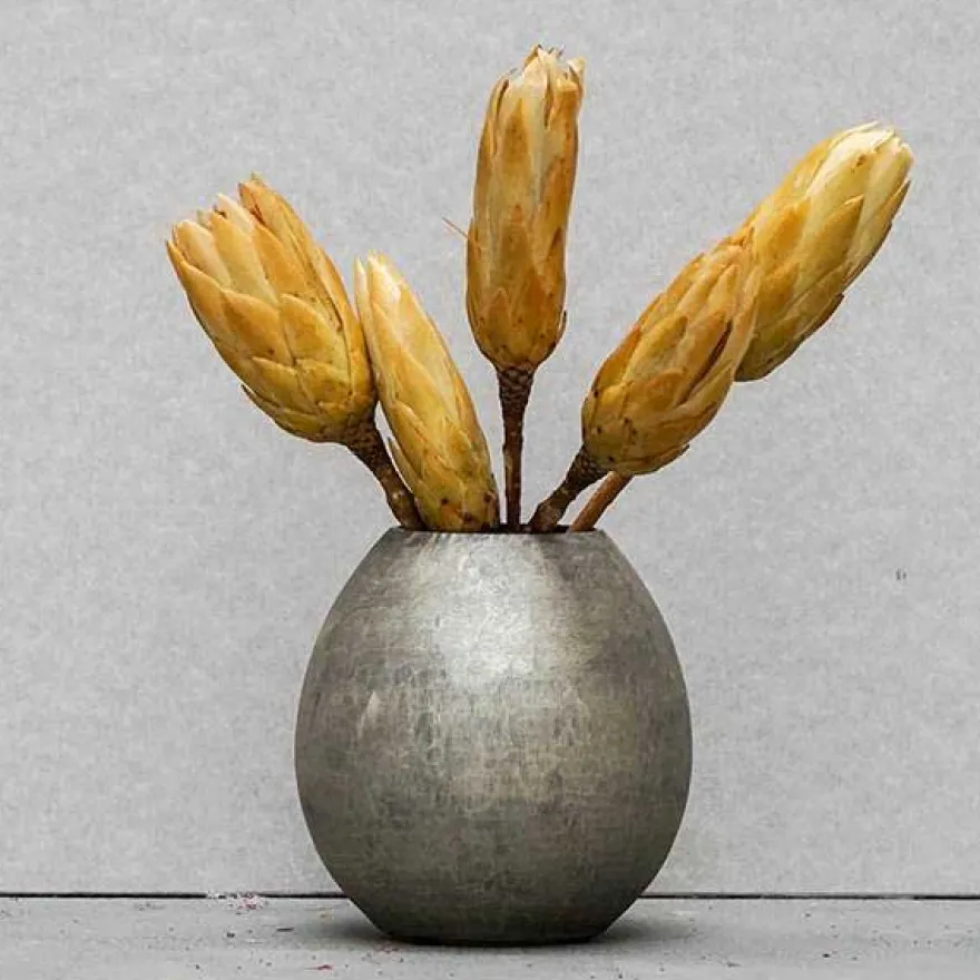 Tørrede Blomster - Protea, CREME. 5 stk