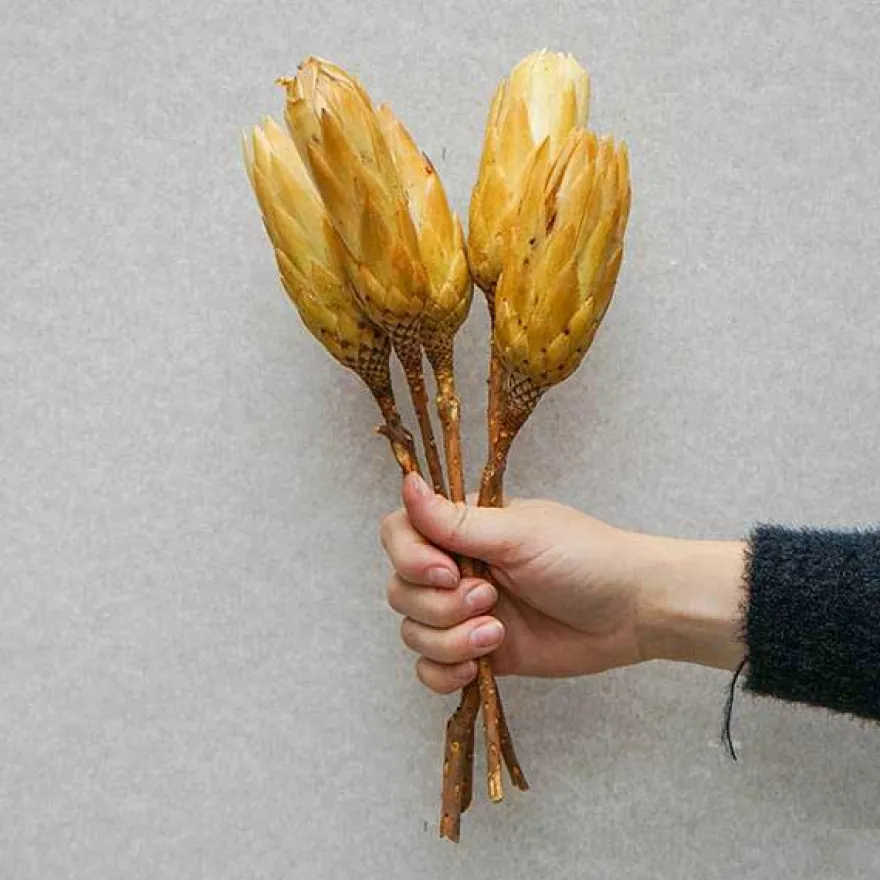 Tørrede Blomster - Protea, CREME. 5 stk