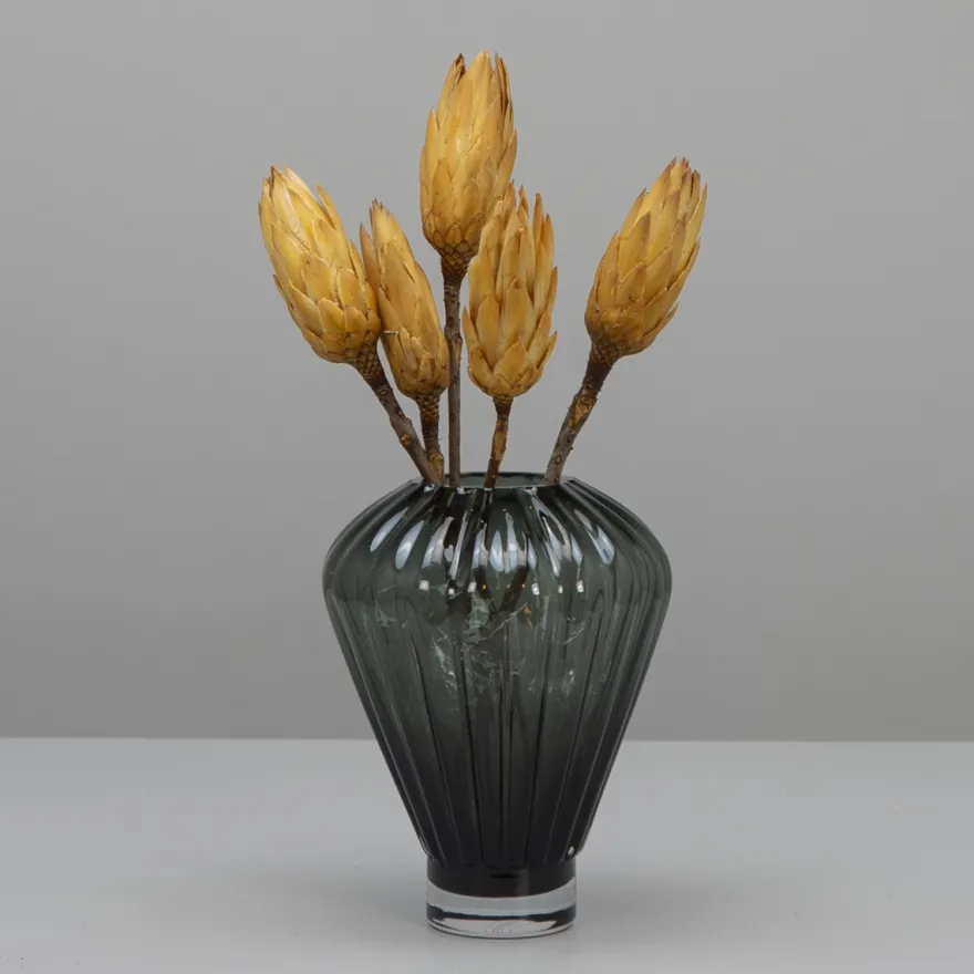 Tørrede Blomster - Protea, CREME. 5 stk