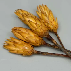 Tørrede Blomster - Protea, CREME. 5 stk