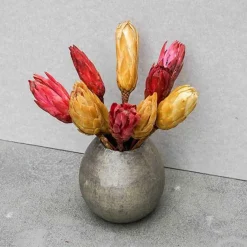 Tørrede Blomster - Protea, CREME. 5 stk