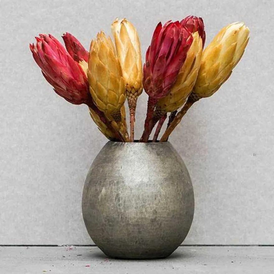 Tørrede Blomster - Protea, CREME. 5 stk