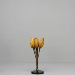 Tørrede Blomster - Protea, CREME. 5 stk