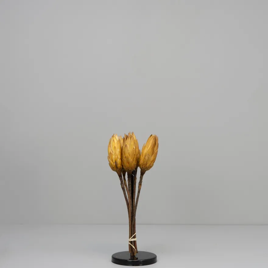 Tørrede Blomster - Protea, CREME. 5 stk