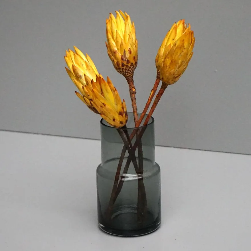 Tørrede Blomster - Protea, Gul. 5 stk