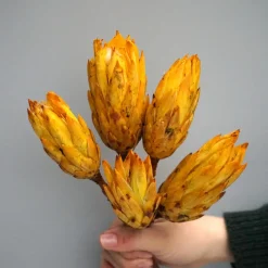 Tørrede Blomster - Protea, Gul. 5 stk
