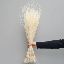 Tørrede Blomster - Stjernegræs, Hvid