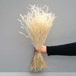 Tørrede Blomster - Stjernegræs, Hvid