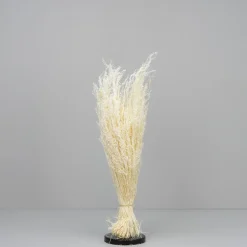 Tørrede Blomster - Stjernegræs, Hvid