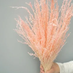 Tørrede Blomster - Stjernegræs, Lyserød