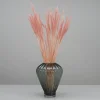 Tørrede Blomster - Tail Grass, Old Pink