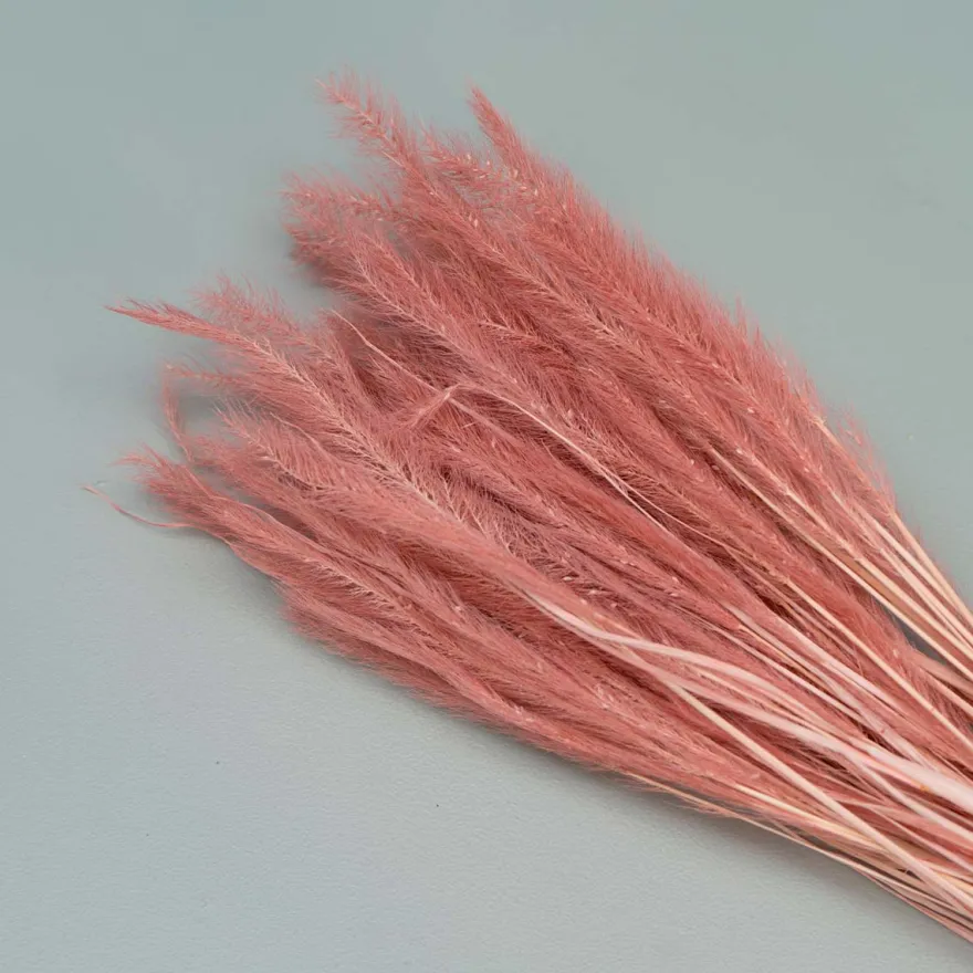 Tørrede Blomster - Tail Grass, Old Pink