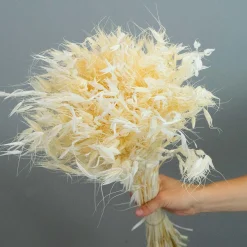 Tørrede Blomster - Vild Havre, Hvid