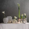 Wikholm Vase til Hyacinter - Frosted, Riffle - LARGE